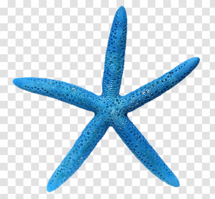 Starfish Christmas Ornament Seashell Decoration Santa Claus - Tree - HD Blue Transparent PNG