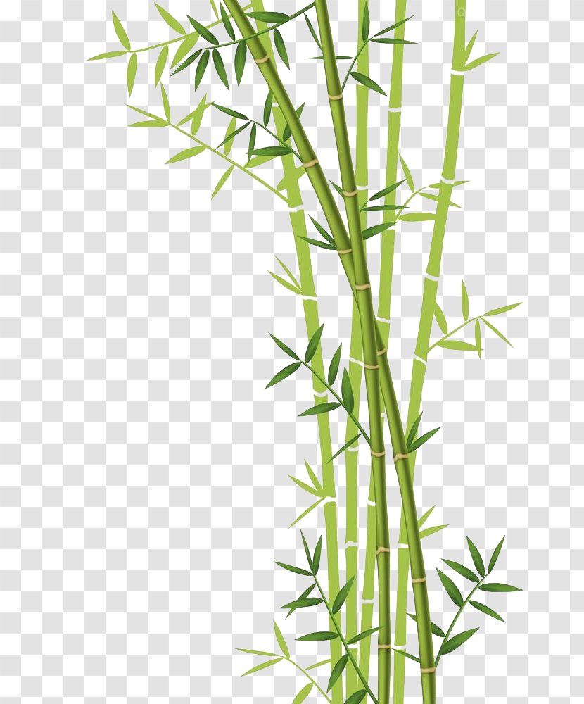 Bamboo Forest Euclidean Vector Stock Photography - Drawing - Download Transparent PNG