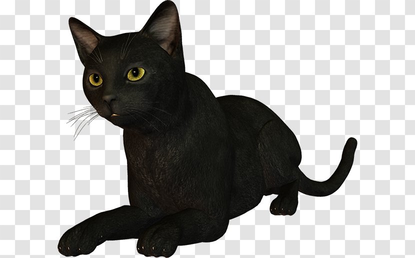 Black Cat Bombay Burmese Korat Malayan - WATERCOLOUR CAT Transparent PNG