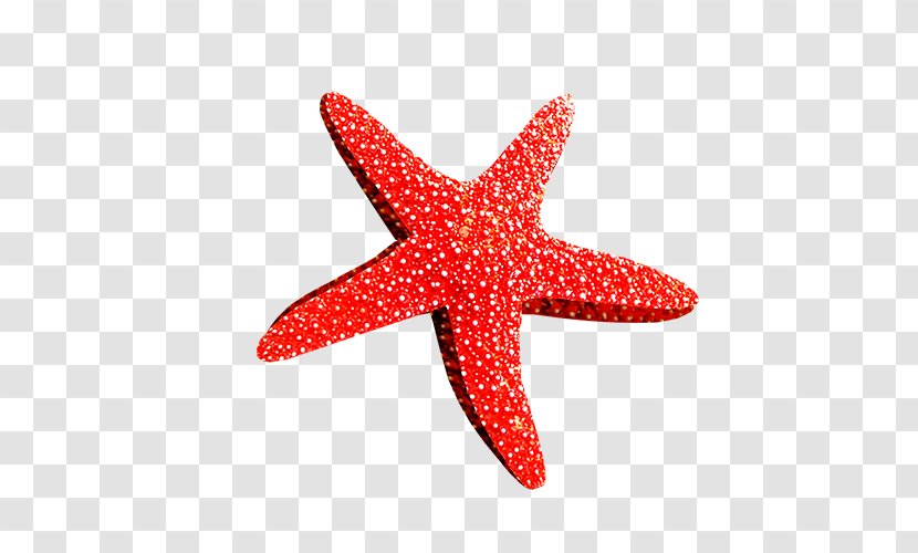 Starfish Sea Clip Art - Basket Star Transparent PNG