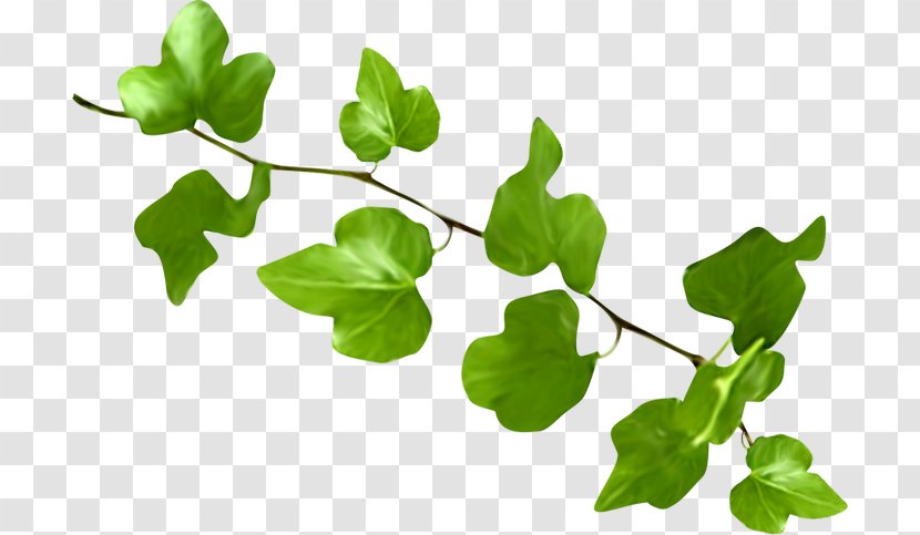 Leaf Plant Stem Branching Transparent PNG