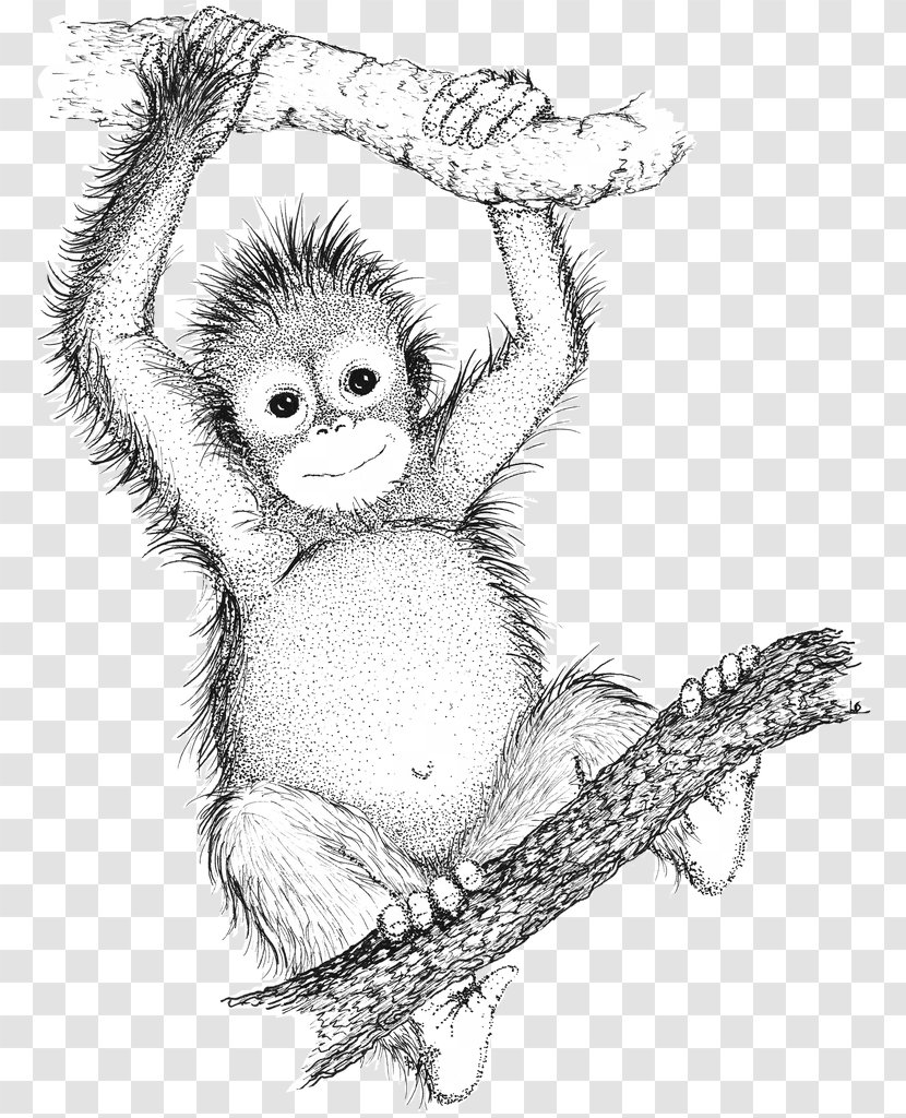 Ape Drawing Bornean Orangutan Gorilla Sumatran - Cartoon - Vector Transparent PNG