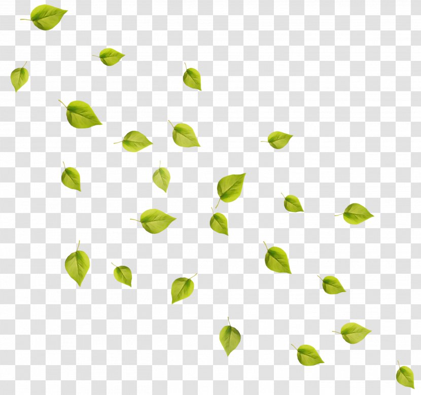Autumn Leaf Drawing - Plant Green Transparent PNG