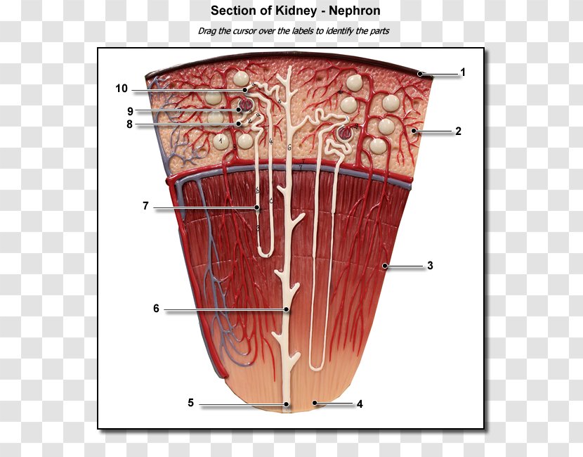 Nephron Kidney Renal Lobe Pyramids - Watercolor Transparent PNG