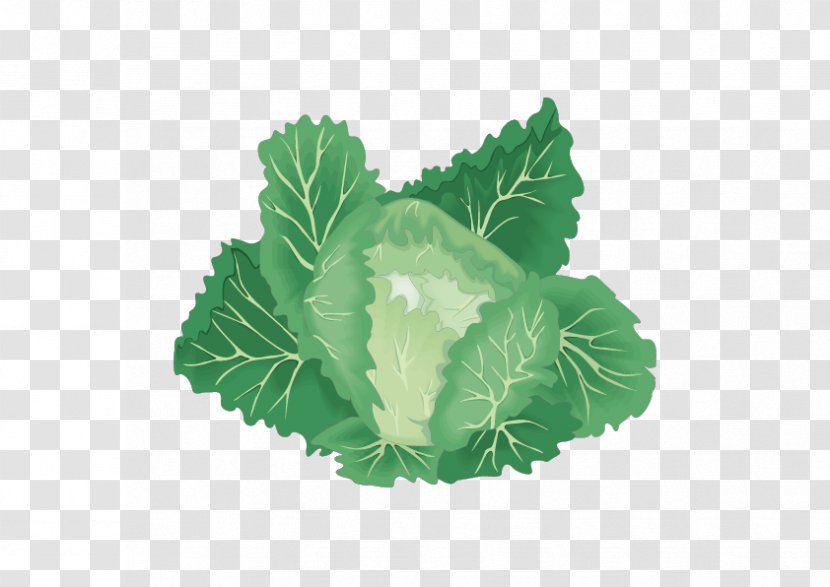 Leaf Vegetable Organic Food Cabbage - Green - Jade Transparent PNG