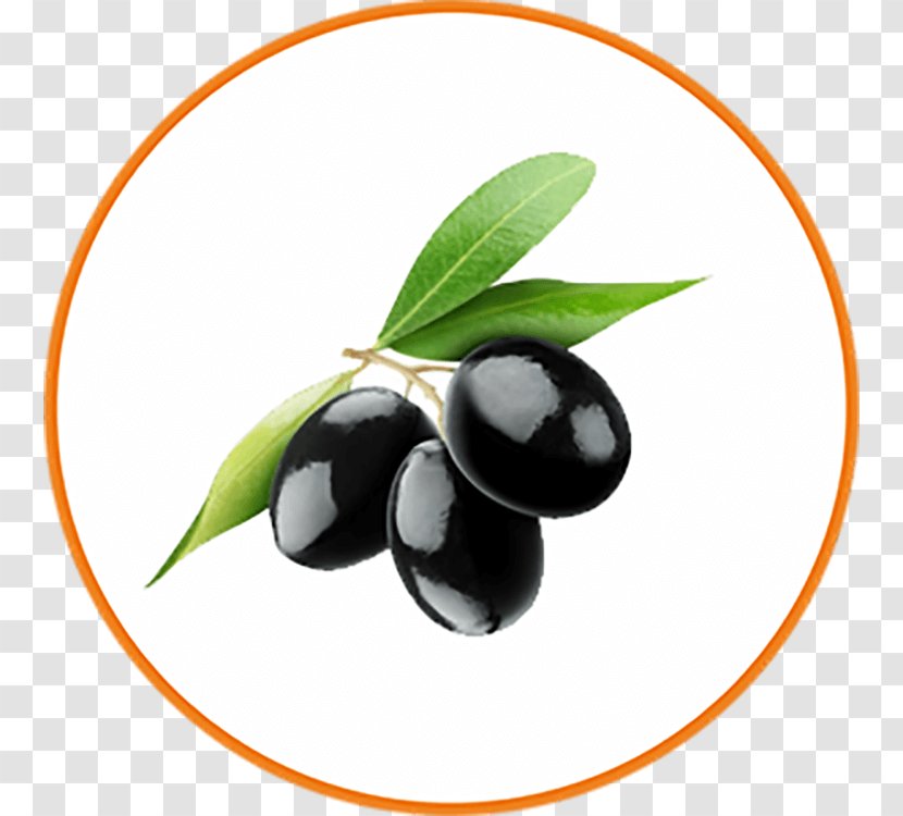 Olive Tree - Flower - Superfood Transparent PNG
