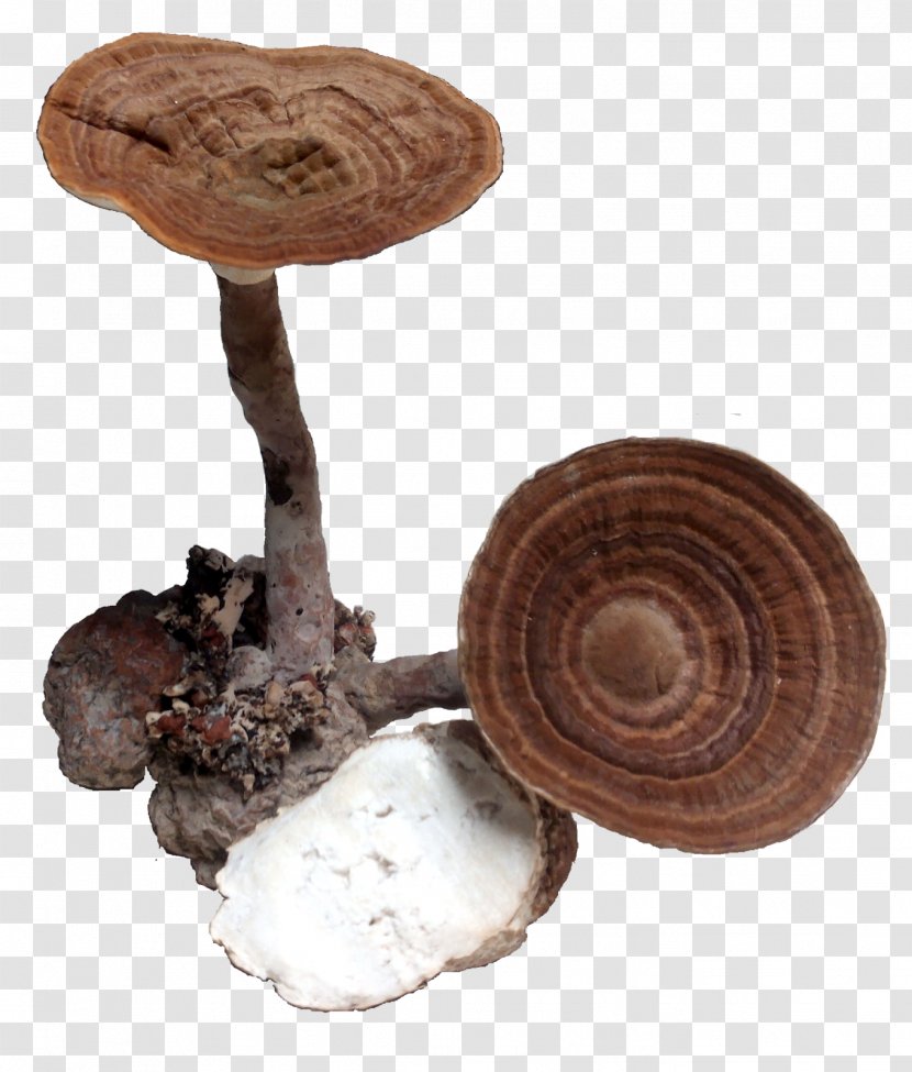 Shiitake Medicinal Fungi Medicine Mushroom - Ingredient Transparent PNG