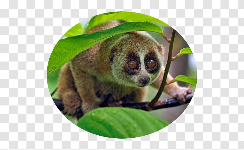 Primate Sunda Slow Loris Monkey Photography Animal - Mammal Transparent PNG