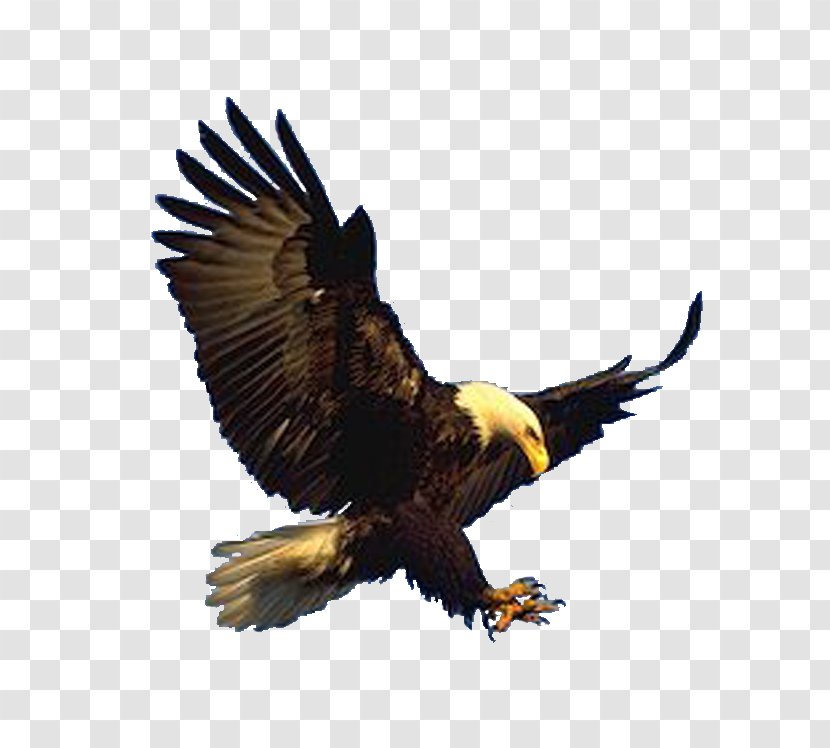 Bald Eagle Hawk Vulture Buzzard - Wildlife Transparent PNG