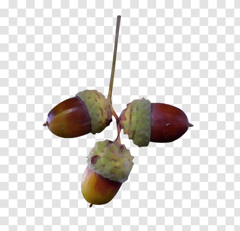 Plant Tree Acorn Nut Chestnut Transparent PNG