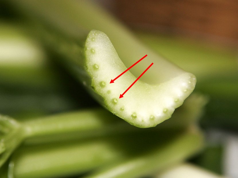 Stuffing Leaf Celery Plant Stem Vascular Tissue - Xylem Transparent PNG