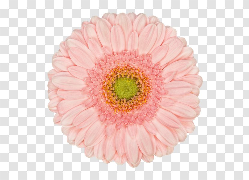 Transvaal Daisy Chrysanthemum Cut Flowers Assortment Strategies Naver Blog - Flower Transparent PNG