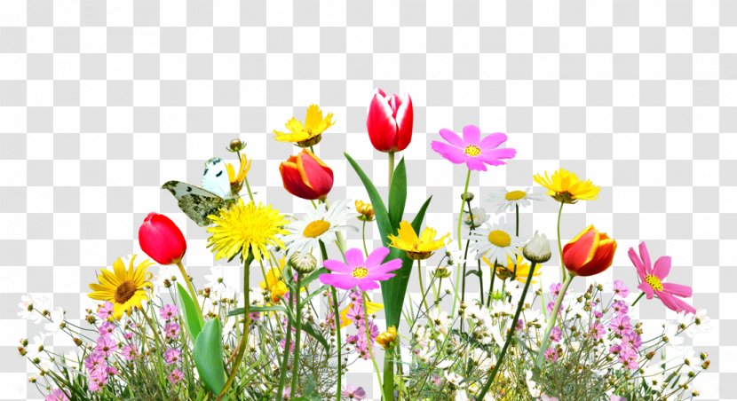 Download U30d5u30a9u30c8u30e9u30a4u30d6u30e9u30eau30fc - Floristry - Chrysanthemum Tulip Flowers Decorative Material Transparent PNG