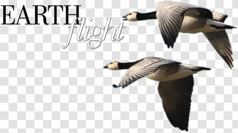 Duck Goose Fauna Feather Beak - Waterfowl - Earth/flight/train Transparent PNG