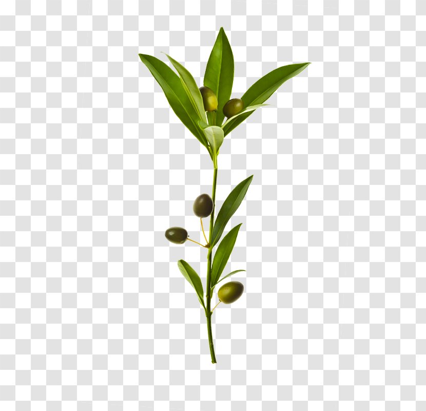 Olive Branch Leaf - Plant - Fresh Transparent PNG
