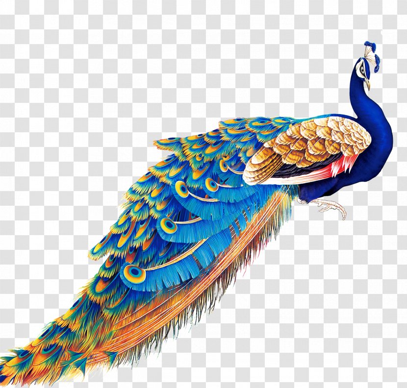 Peafowl Display Resolution Wallpaper - Beak - Noble Peacock Blue Transparent PNG