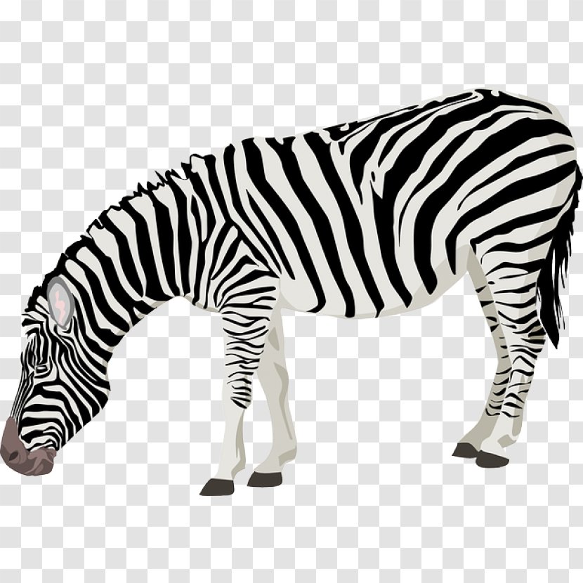 Horse Clip Art - Zebra Transparent PNG