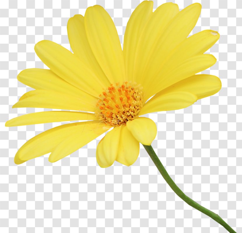 Common Daisy Chrysanthemum Family Oxeye Cut Flowers - Roman Chamomile Transparent PNG