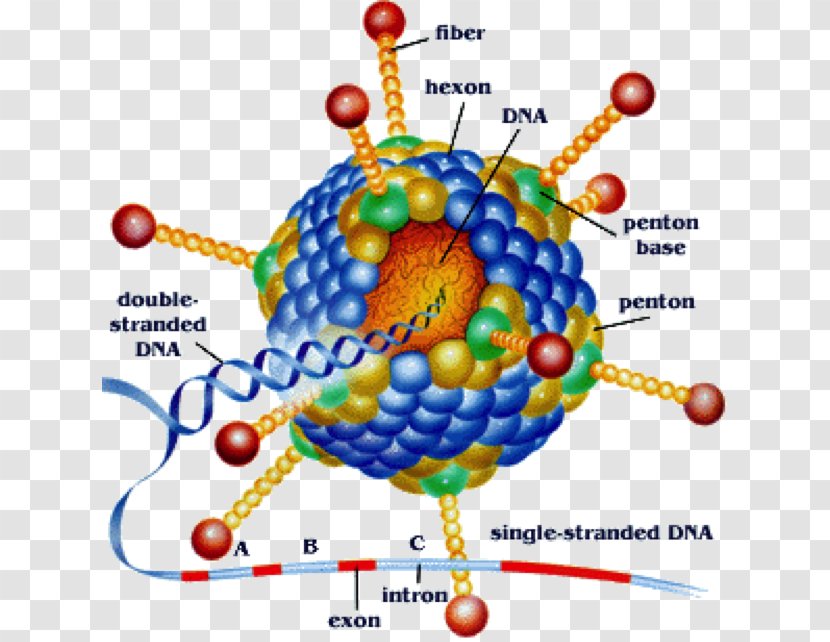 Adenoviridae Virus Viral Vector Pharyngoconjunctival Fever Infection - Balloon Transparent PNG