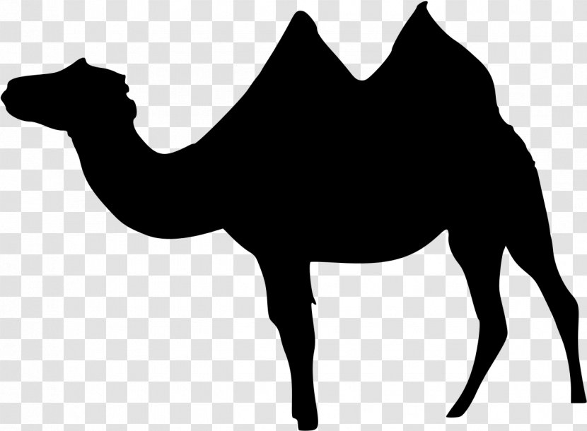 Dromedary Bactrian Camel Wadi Rum Llama Clip Art - Eventoed Ungulate Transparent PNG