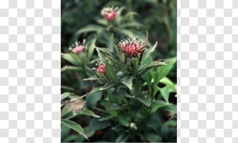 Tincture Herbaceous Plant Root Medicinal Plants Coneflower Transparent PNG