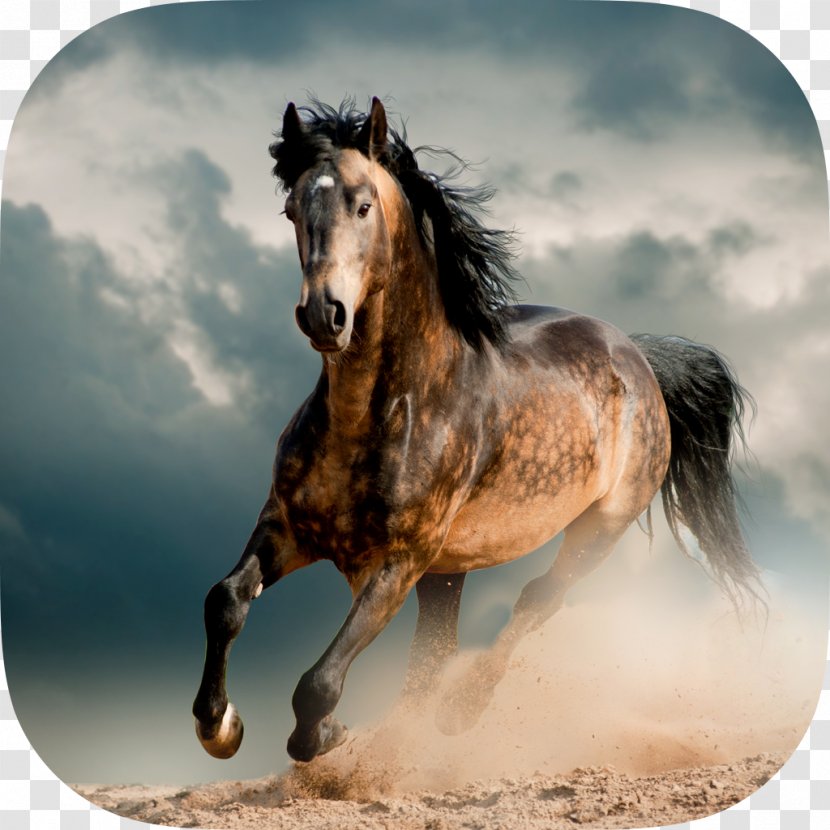 Mustang Stallion Friesian Horse Murgese Wild Transparent PNG