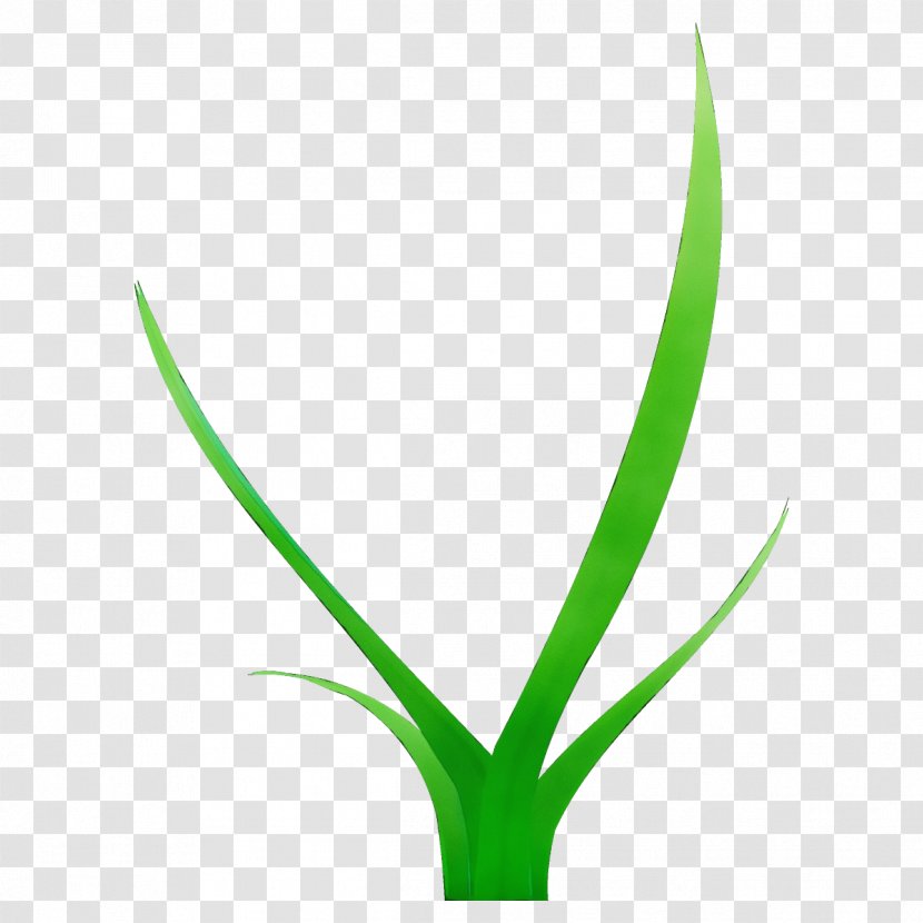 Green Leaf Plant Flower Grass Family - Flowering Transparent PNG