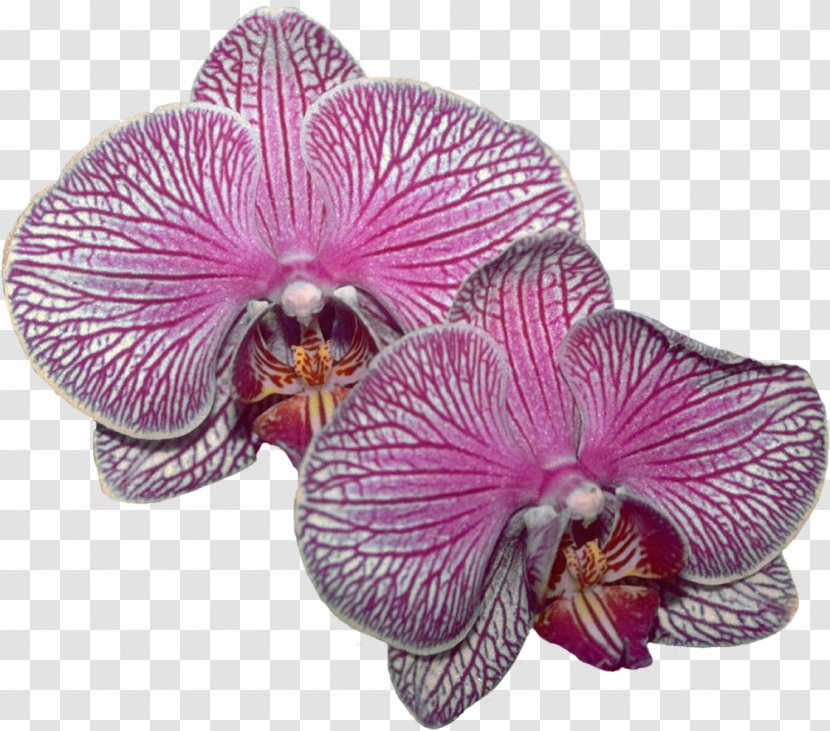 Lilac Purple Violet Magenta Moth Orchids - Family Transparent PNG