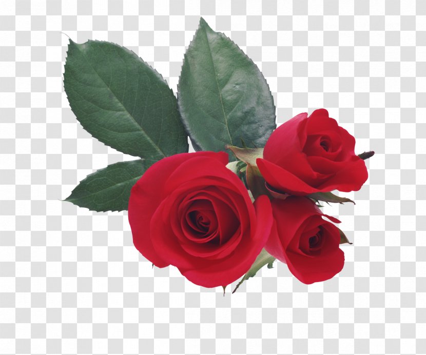 Valentine's Day Love Romance - Plant - White Rose Transparent PNG