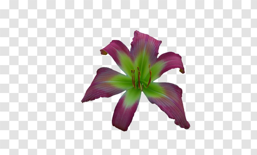 Purple Cut Flowers Daylily Petal - Flowering Plant Transparent PNG