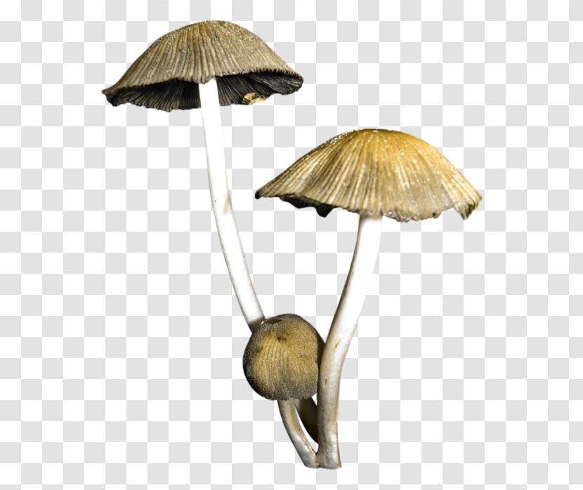Mushroom Fungus - Cocktail Dress - Hand-painted Mushrooms Transparent PNG