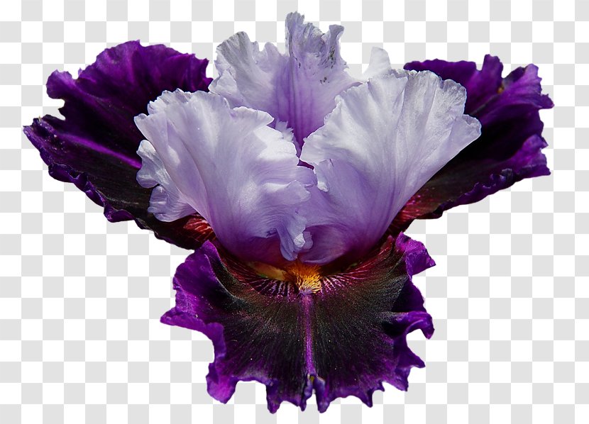 Irises Flower Garden Roses Desktop Wallpaper - Iris Transparent PNG