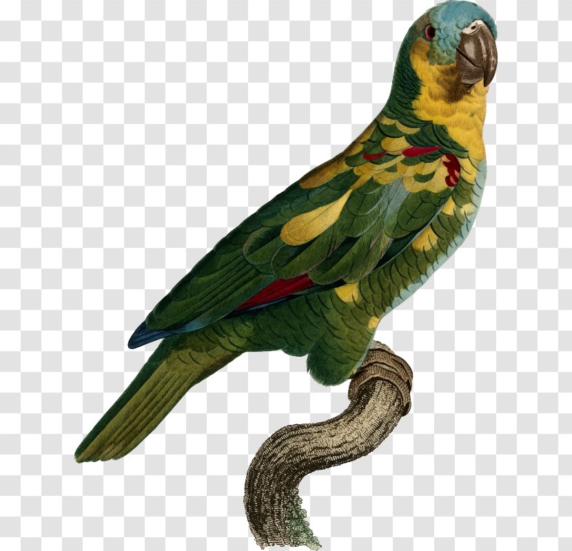 Superb Parrot Bird Histoire Naturelle Des Perroquets Macaw - Common Pet Parakeet Transparent PNG