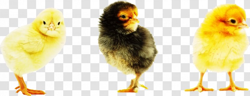 Chicken Stock Photography Royalty-free Illustration - Bird - Depositphotos Transparent PNG