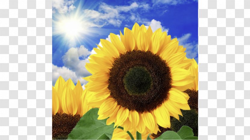 Common Sunflower Stock Photography Royalty-free - Daisy Family - Blume Transparent PNG