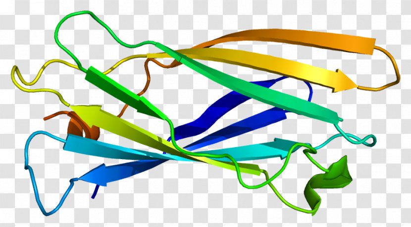AP1G1 Clathrin Protein AP1B1 Gene - Tree - Melanosome Transparent PNG
