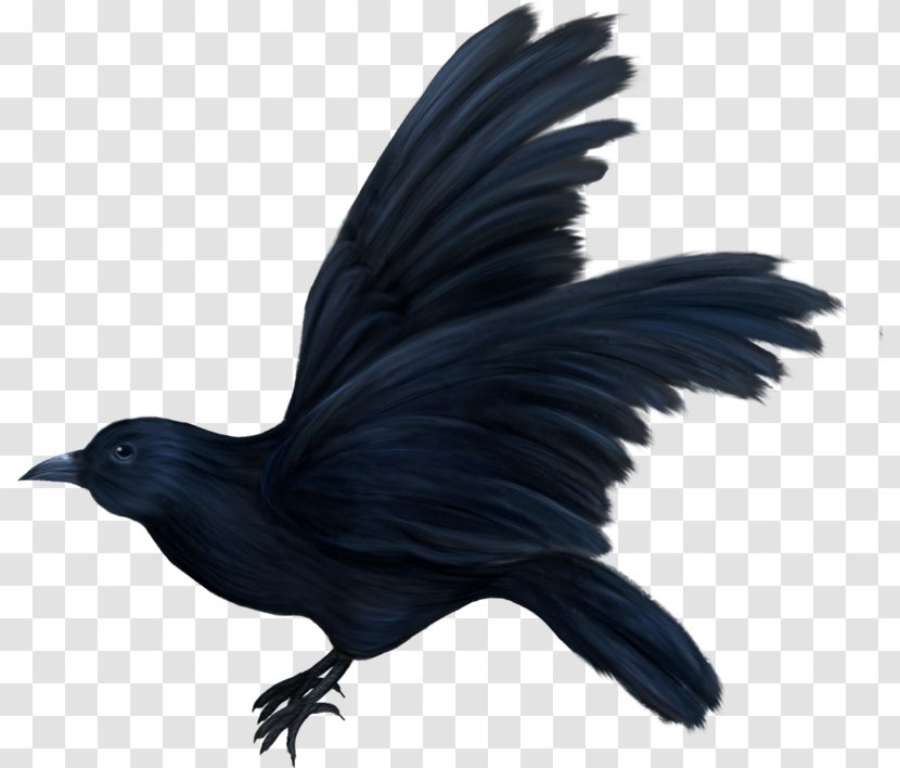 American Crow Bird Correllian Nativist Tradition May Oiseaux Variés - December Transparent PNG