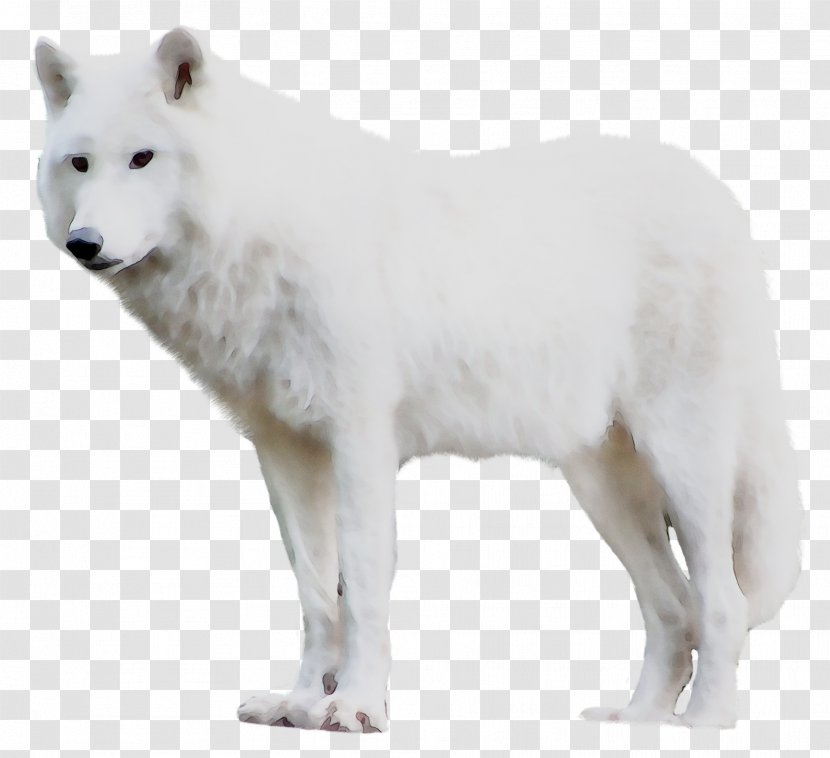 Dog Breed Greenland Advertising Alaskan Tundra Wolf Website - Brochure Transparent PNG