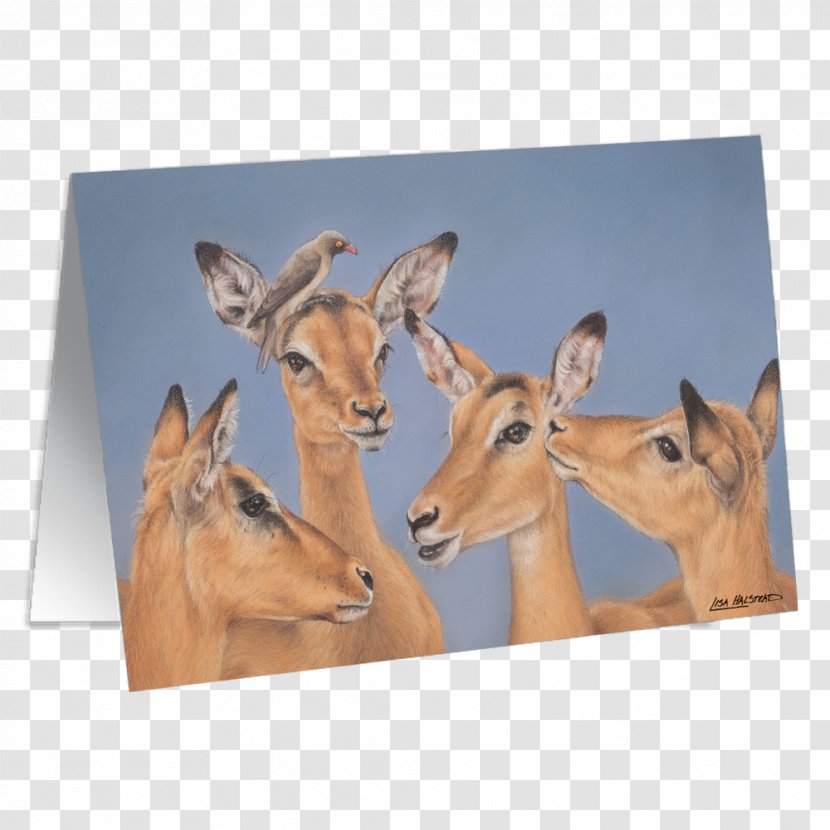 Antelope Deer South Africa Water Bird - Price Transparent PNG