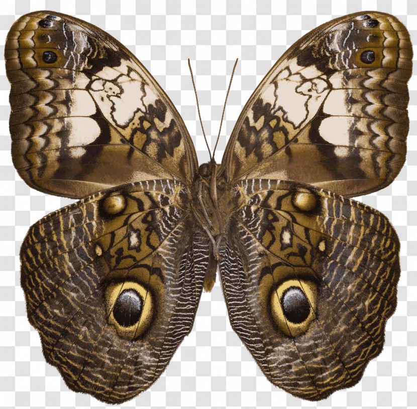 Owl Butterfly Caligo Martia Nymphalidae Wikipedia - Invertebrate Transparent PNG