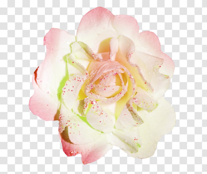 Garden Roses Flower Stamen Image - Petal Transparent PNG