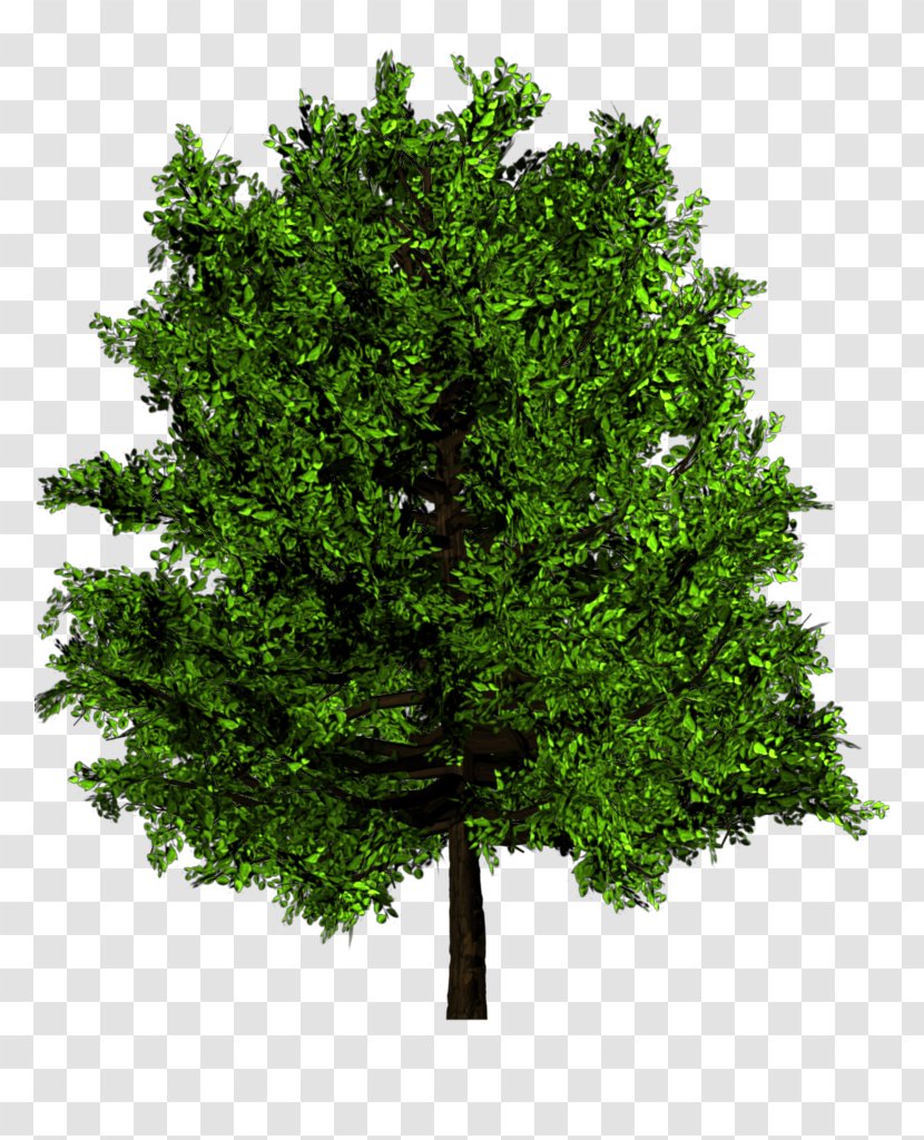 Slippery Elm Ulmus Minor Venerable Trees: History, Biology, And Conservation In The Bluegrass Americana - Oak - Tree Plan Transparent PNG
