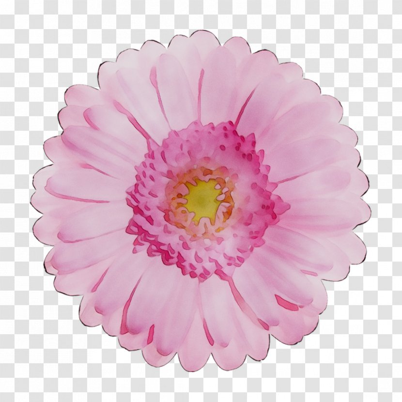 Transvaal Daisy Chrysanthemum Cut Flowers Pink M - Artificial Flower Transparent PNG