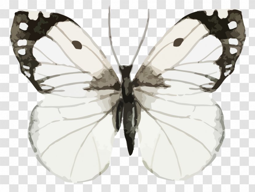 Butterfly - Symmetry - Beautiful Vector Watercolor Transparent PNG