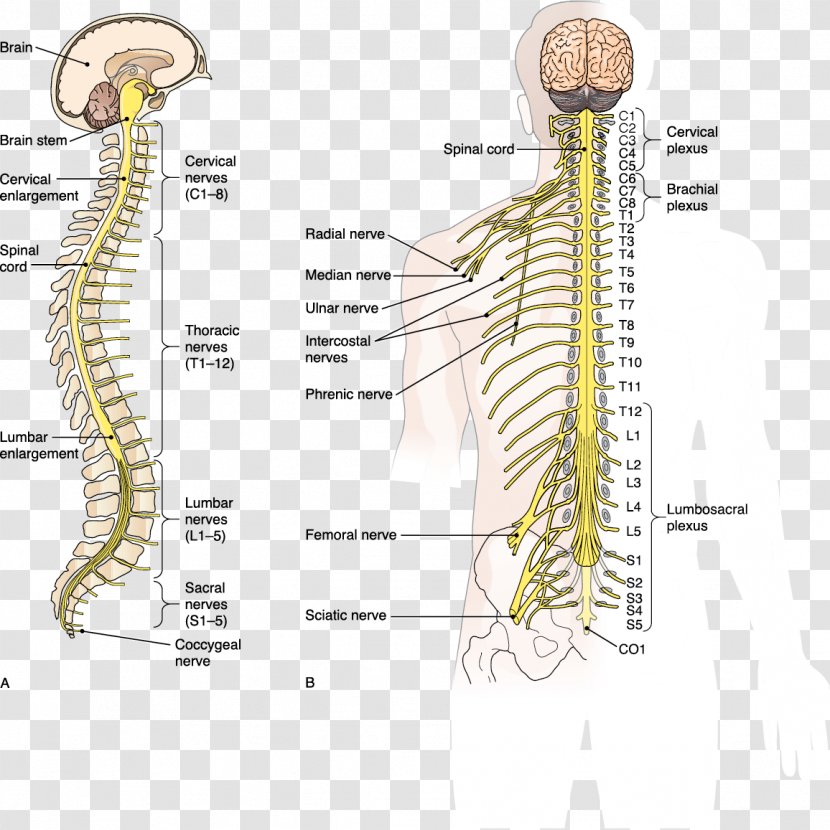 Vertebral Column Spinal Cord Central Nervous System Nerve - Cartoon Transparent PNG