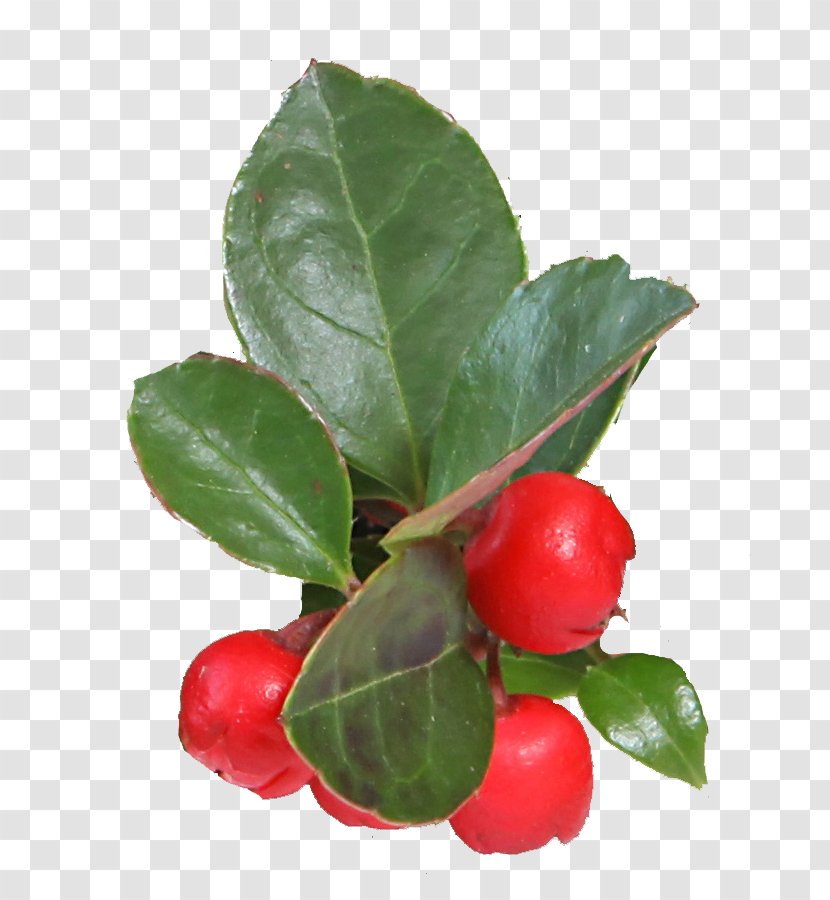 Barbados Cherry Wintergreen Clove Vegetable Gaultheria Procumbens - Aquifoliales Transparent PNG