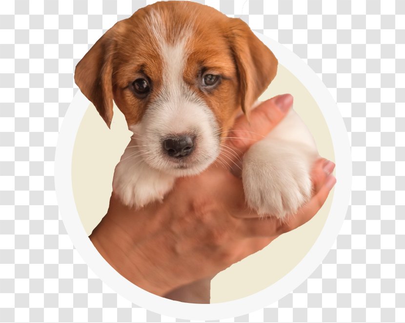 American Foxhound Dog Breed English Harrier Beagle - Puppy Transparent PNG