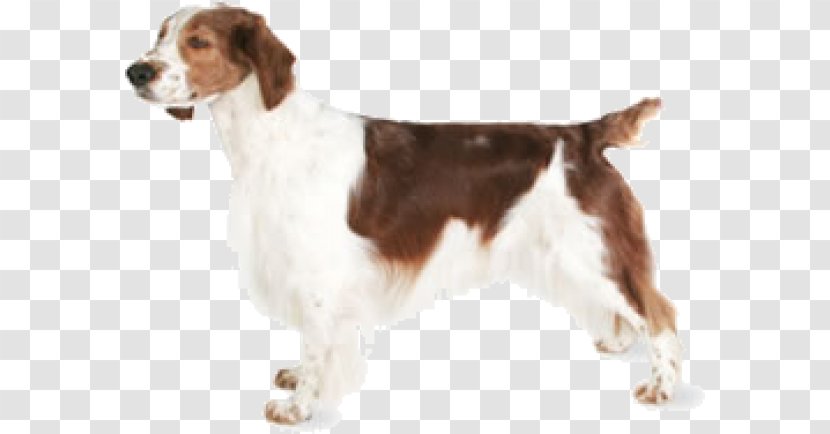 Welsh Springer Spaniel English Drentse Patrijshond Field Dog Breed - Carnivoran Transparent PNG