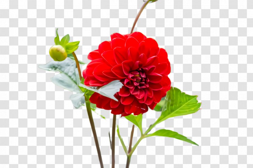 Artificial Flower - Zinnia Transparent PNG