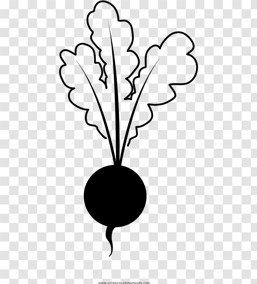 Black And White Flower - Beet - Pedicel Transparent PNG